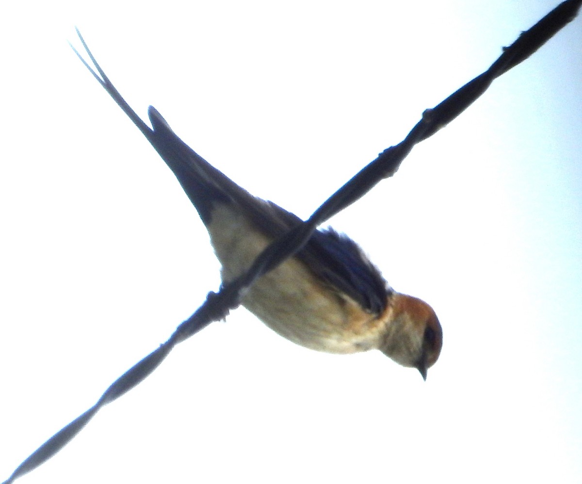 Red-rumped Swallow - ML579308611