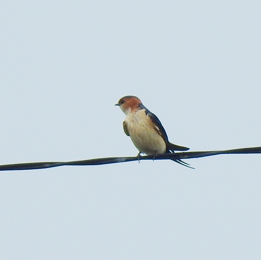 Red-rumped Swallow - ML579308621