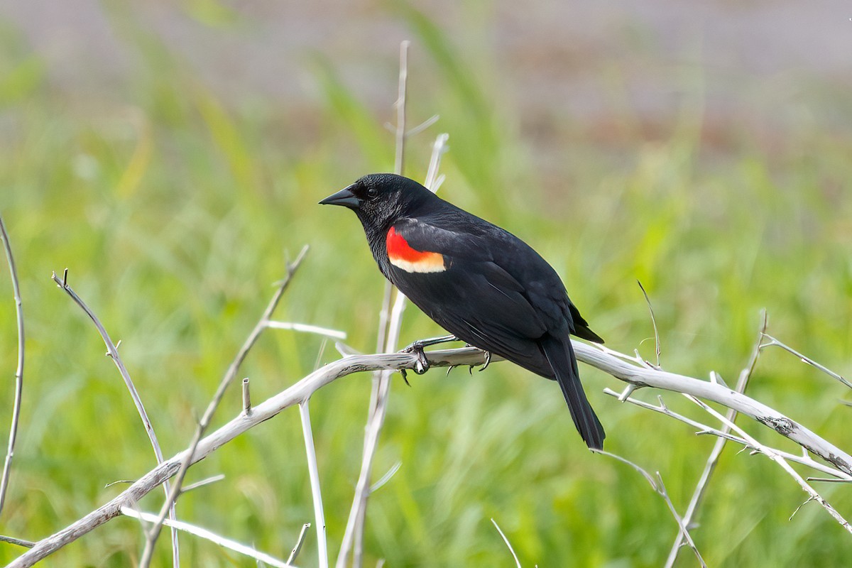 Red-winged Blackbird - Amresh Vaidya