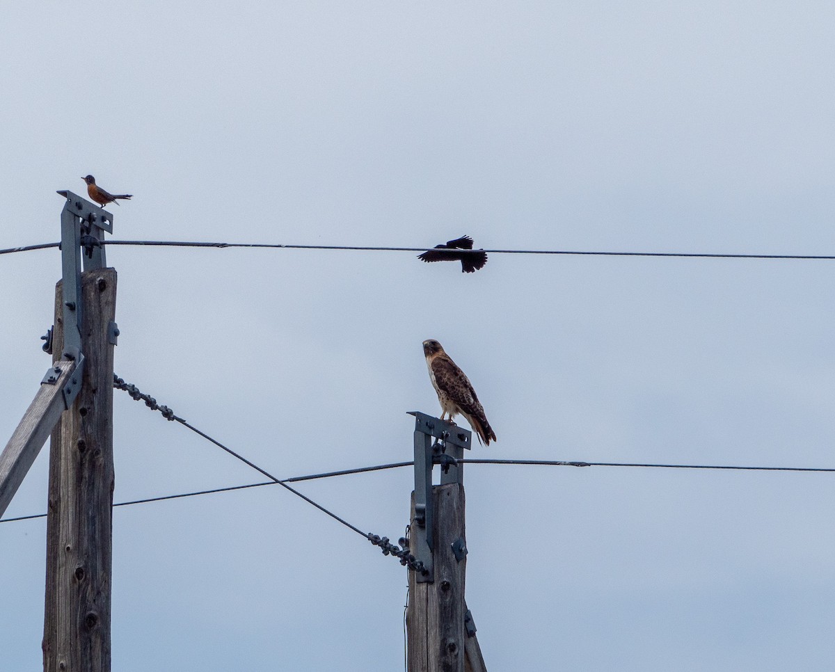 Red-tailed Hawk - ML579311291