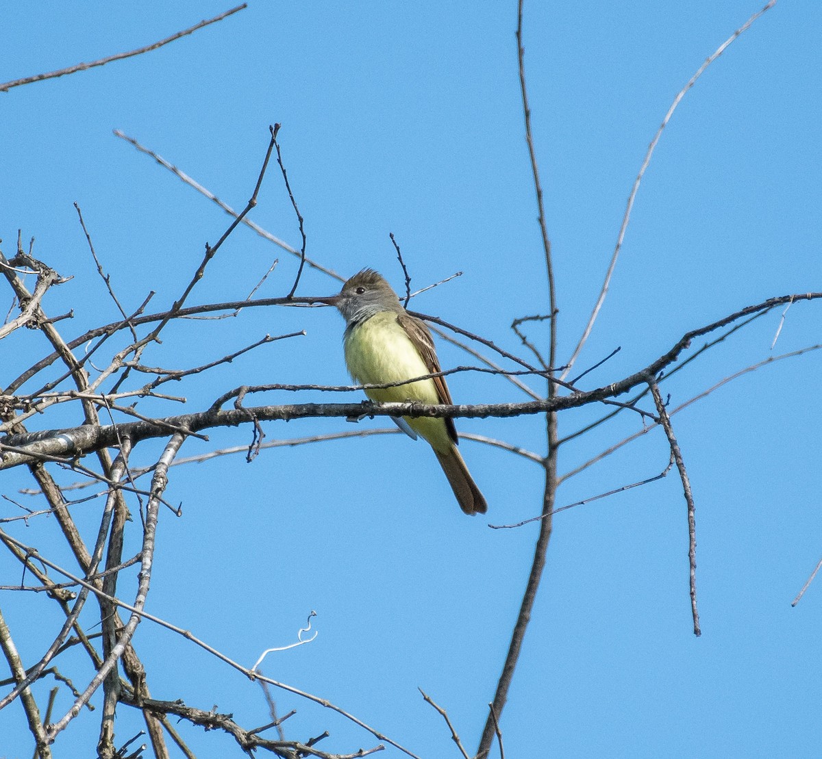 Great Crested Flycatcher - ML579311551