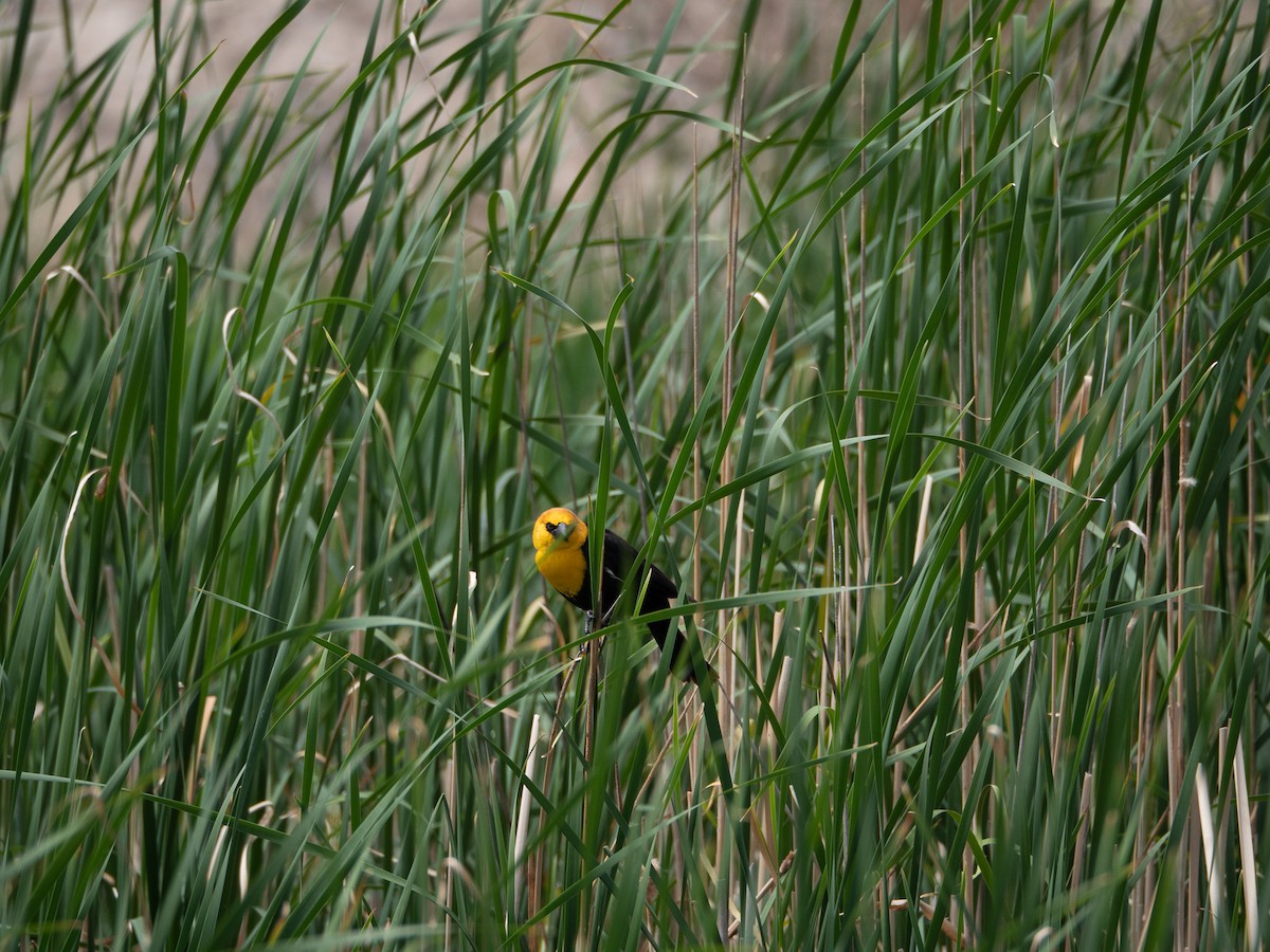 Yellow-headed Blackbird - ML579311801