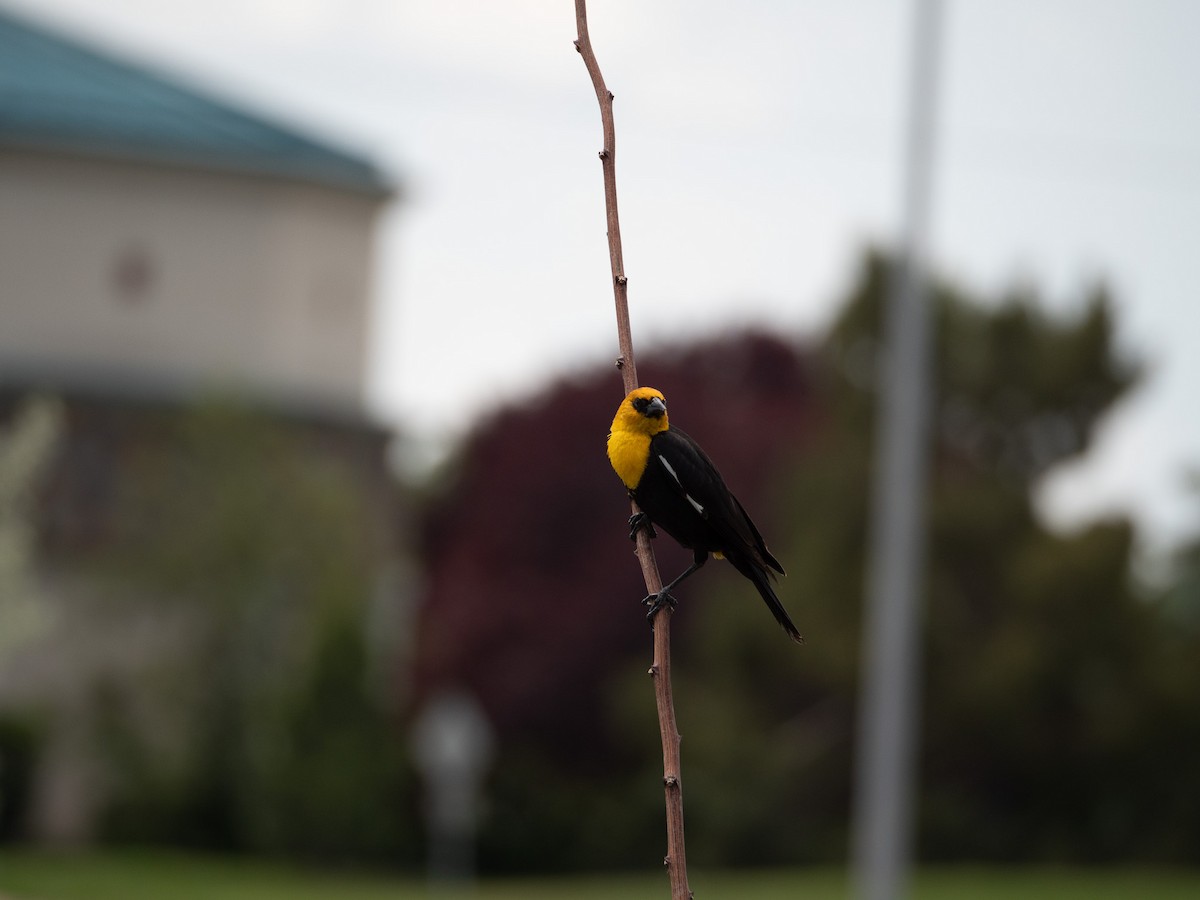 Yellow-headed Blackbird - ML579311831
