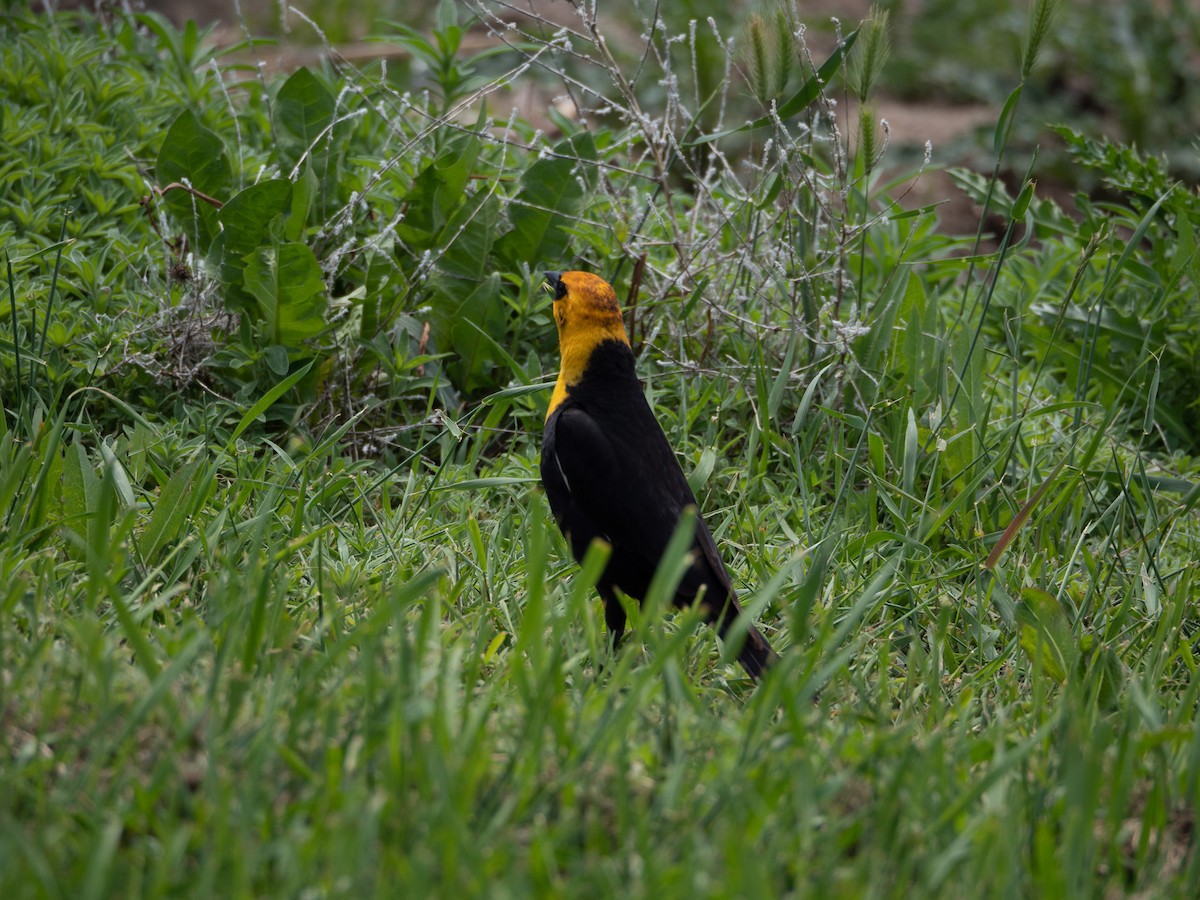 Yellow-headed Blackbird - ML579311841