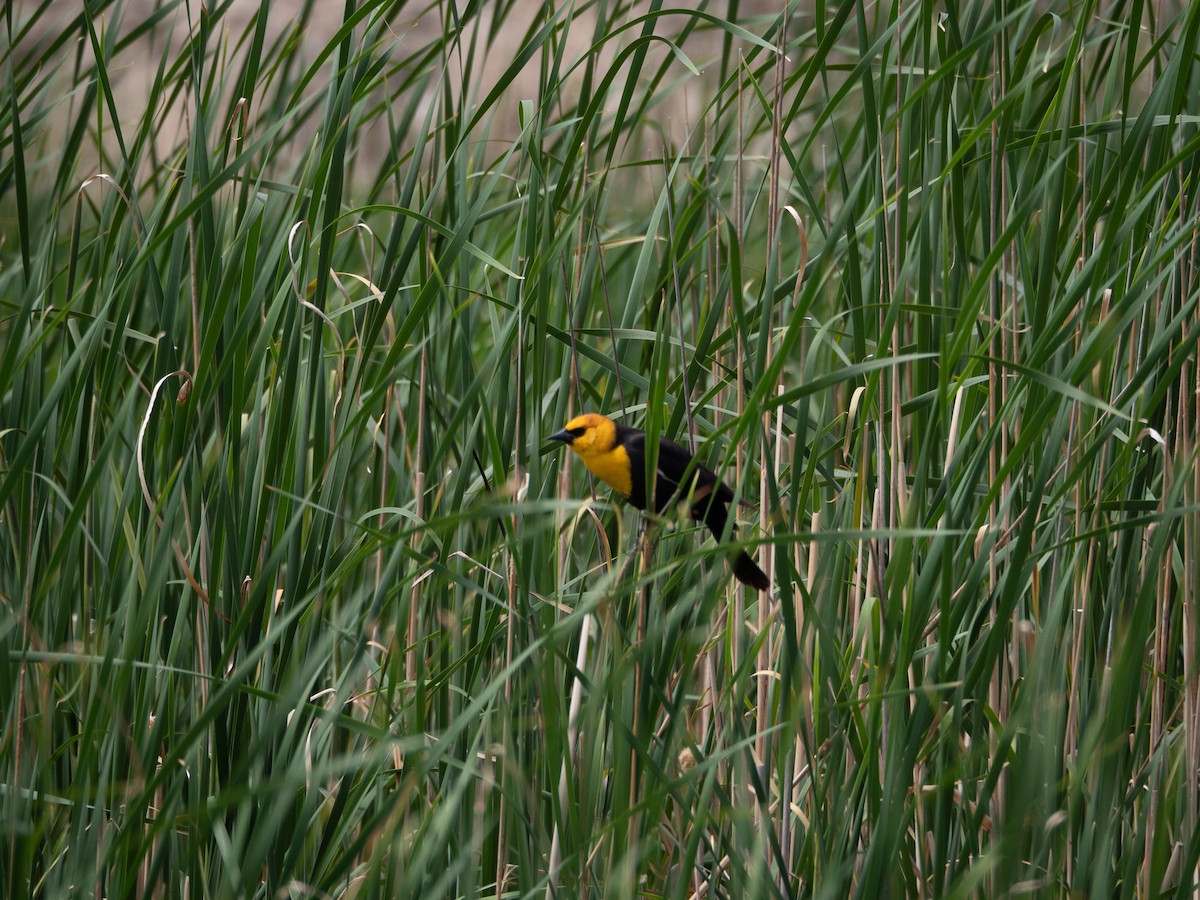 Yellow-headed Blackbird - ML579311851