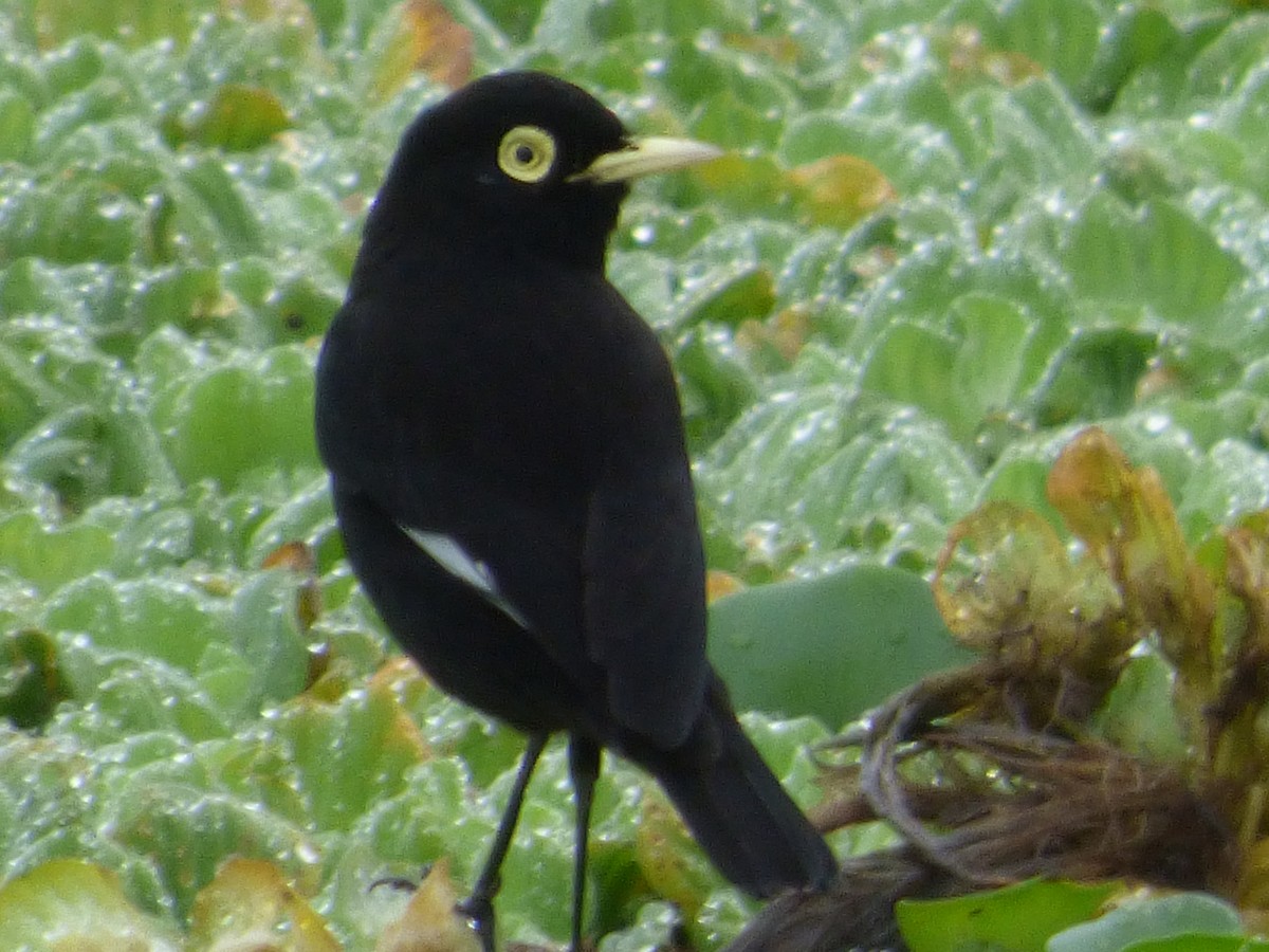 Spectacled Tyrant - ML57931391