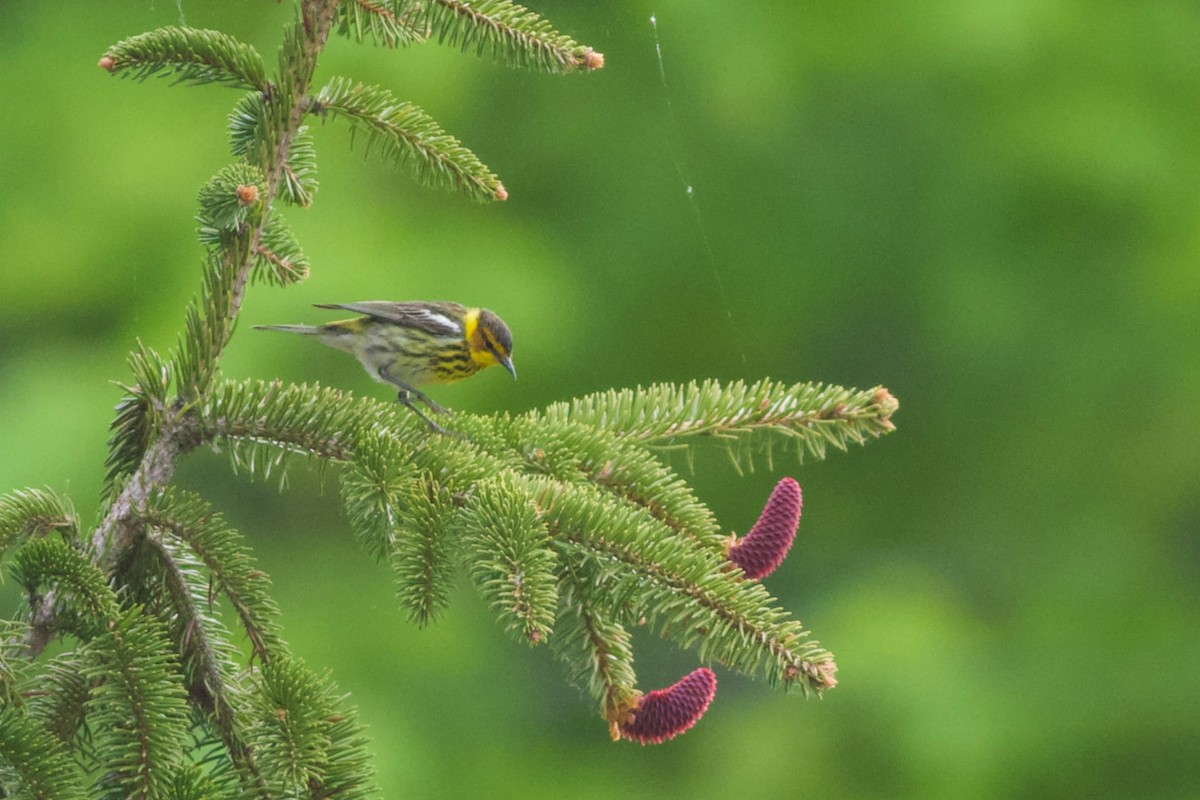Cape May Warbler - ML579316721