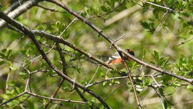 Bay-breasted Warbler - ML579317021