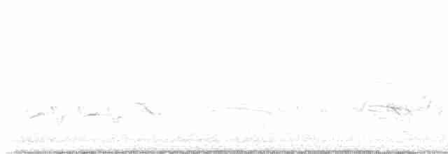 White-winged Dove - ML579317521