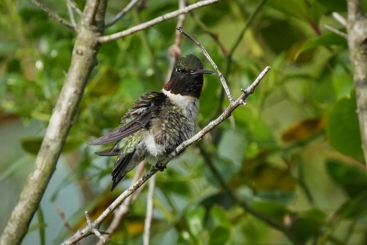 Ruby-throated Hummingbird - ML579321941