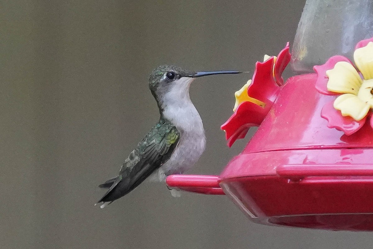 Ruby-throated Hummingbird - ML579321961