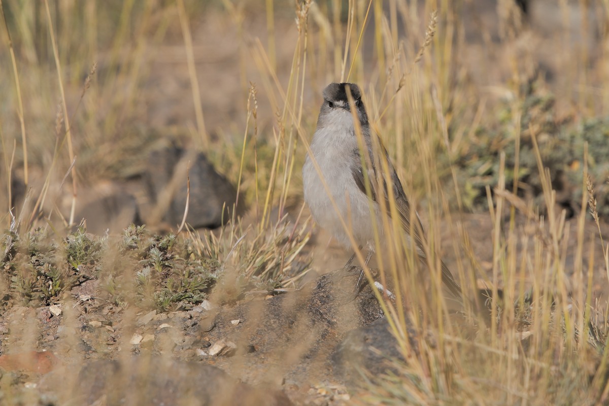 Black-fronted Ground-Tyrant - Marco Valentini