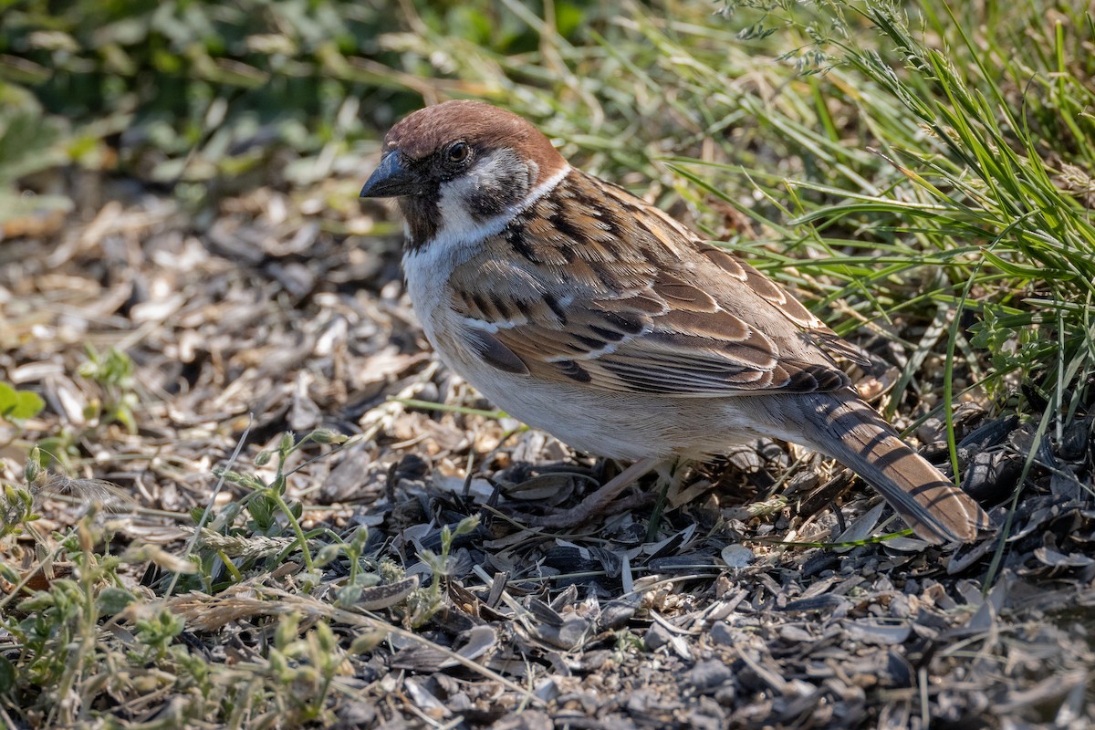 Eurasian Tree Sparrow - Paul Jones