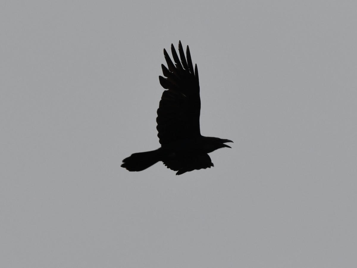 Common Raven - ML579331521