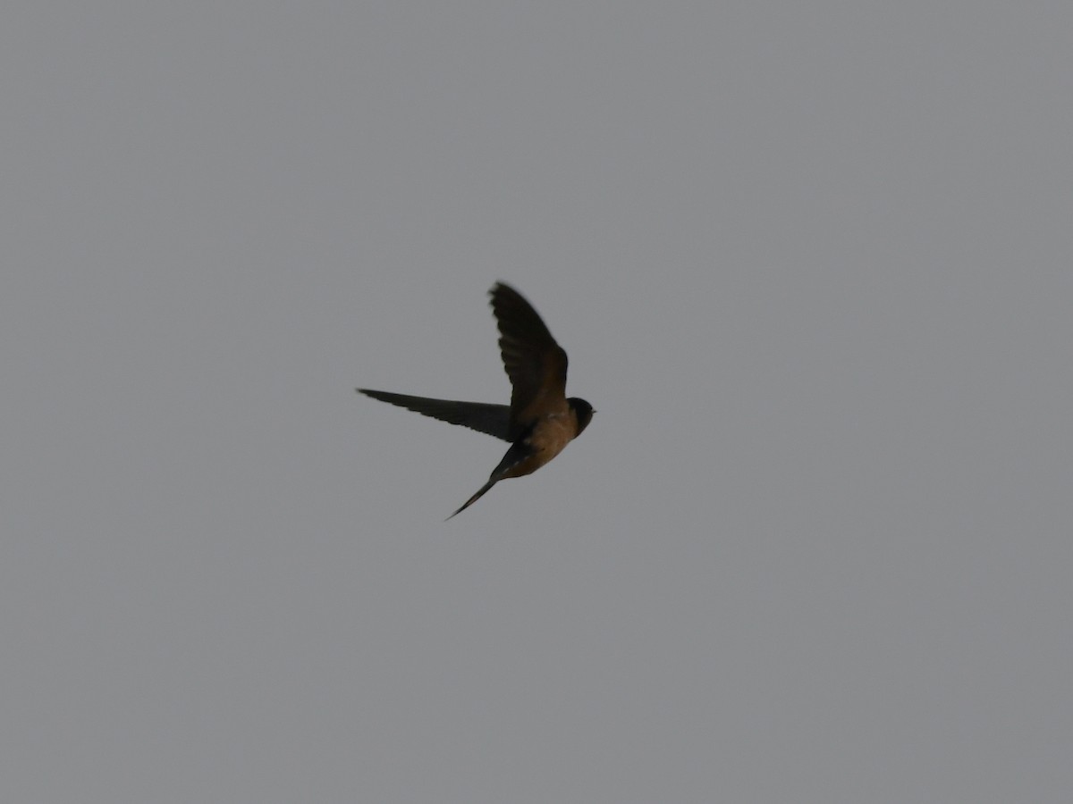 Barn Swallow - ML579331841