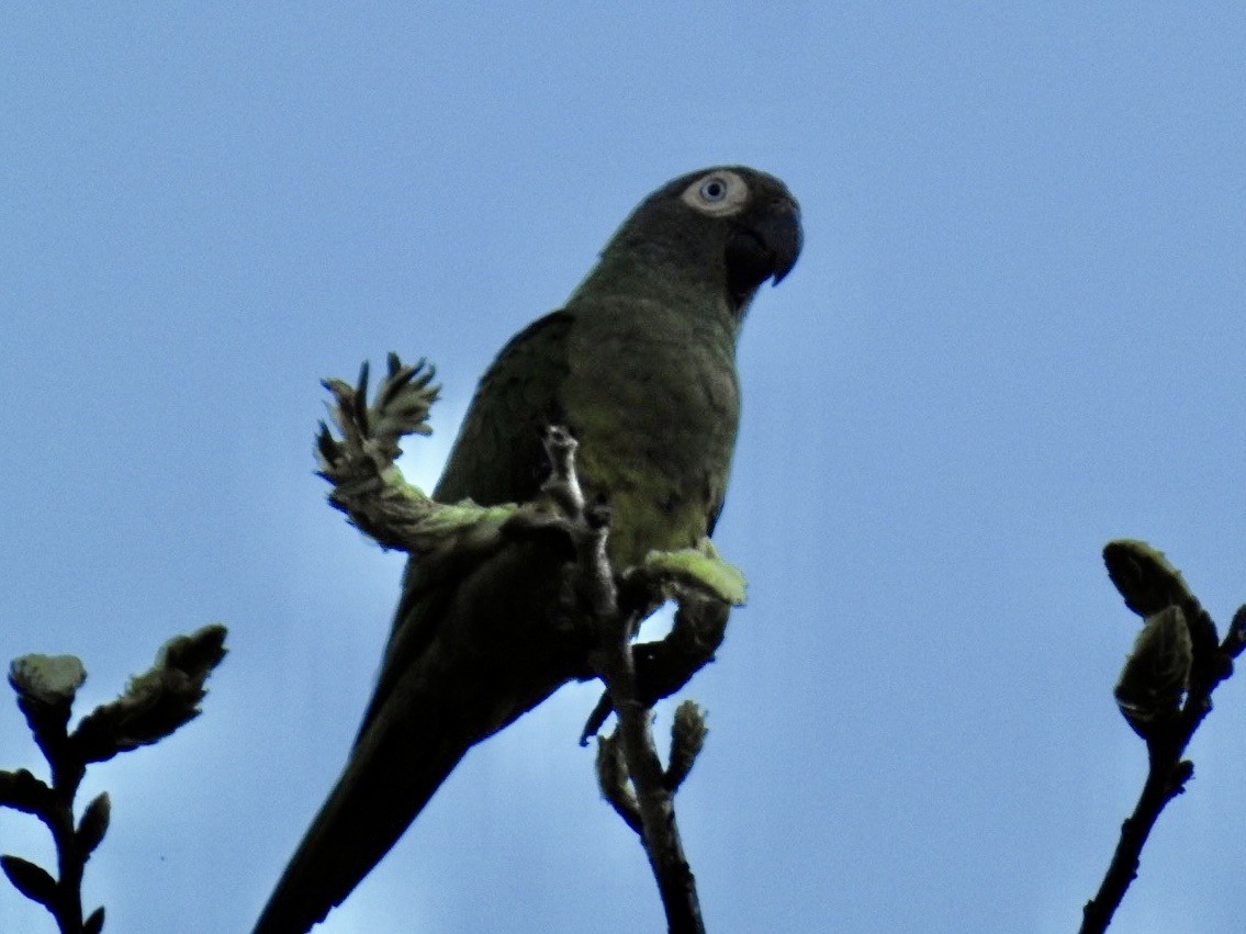 Dusky-headed Parakeet - ML579331901