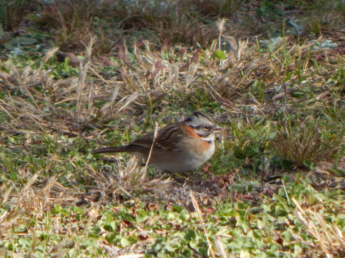 Rufous-collared Sparrow - ML579334281