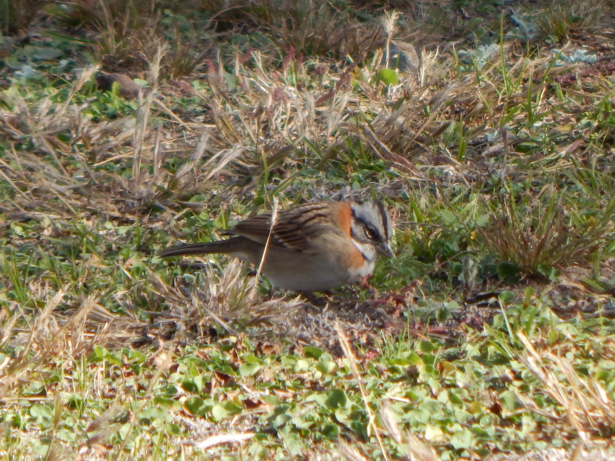 Rufous-collared Sparrow - ML579334291