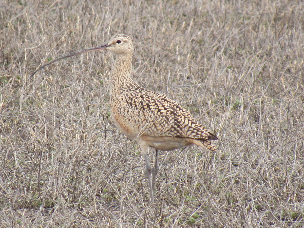 Long-billed Curlew - ML57933471