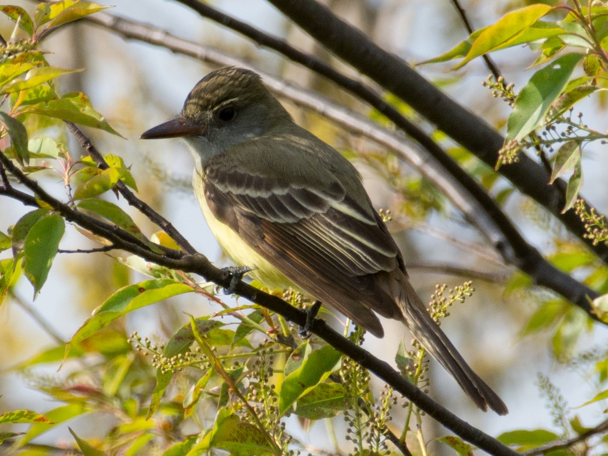 Great Crested Flycatcher - ML57933521