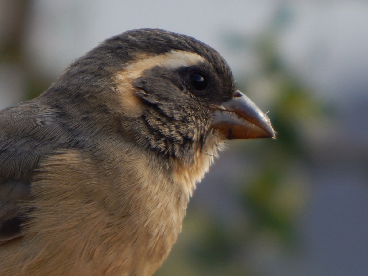 Golden-billed Saltator - ML579335871
