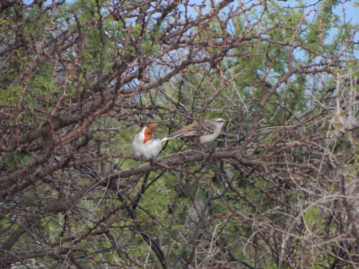 Red-crested Cardinal - ML579336161
