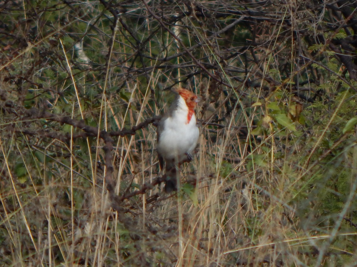 Red-crested Cardinal - ML579336181