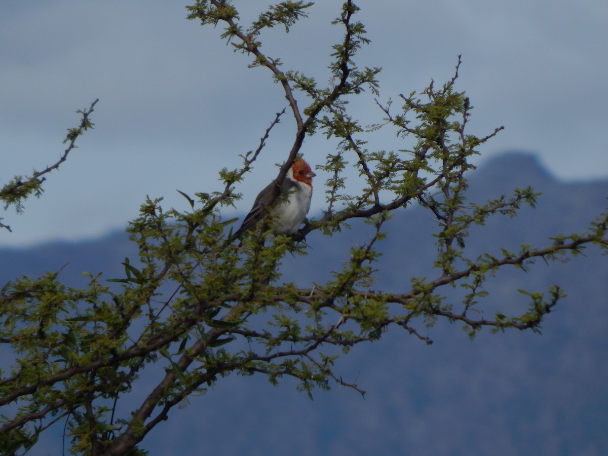 Red-crested Cardinal - ML579336191