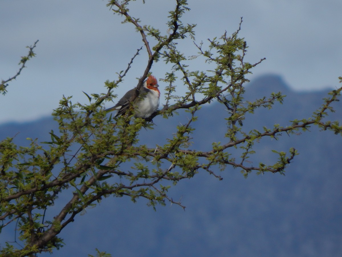 Red-crested Cardinal - ML579336201