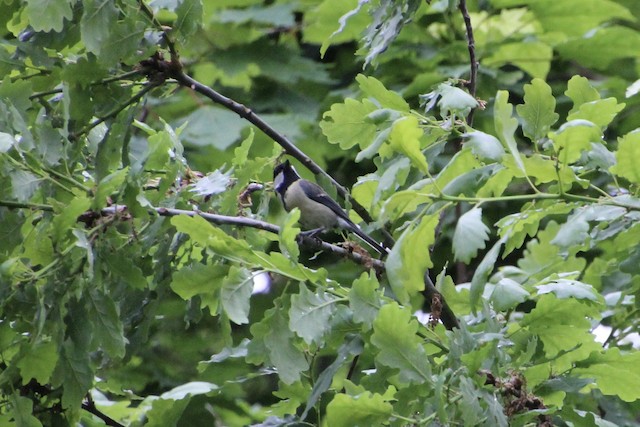 Great Tit in oak forest (<em class="SciName notranslate">Quercus</em>); Northern Ireland, United Kingdom. - Great Tit - 