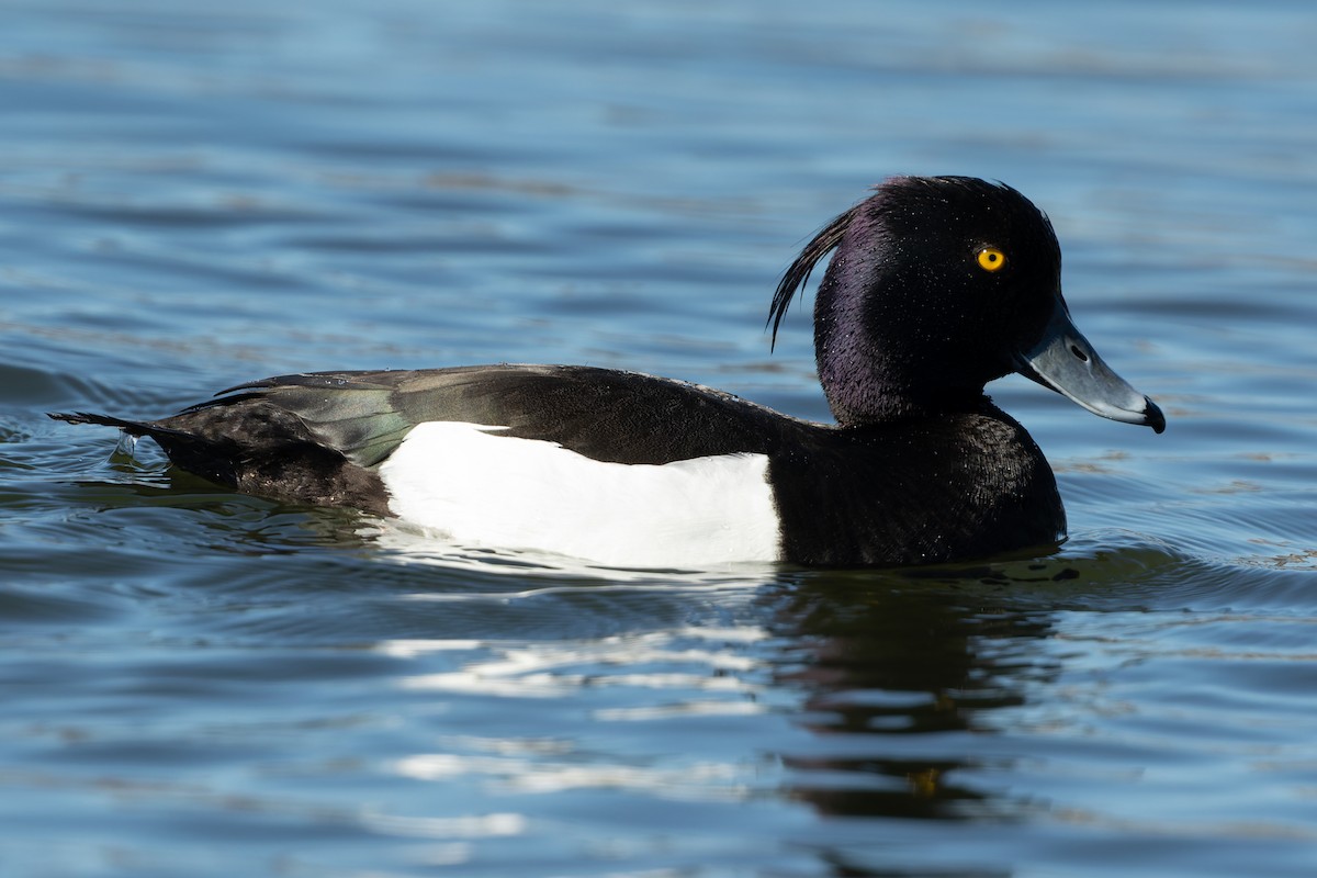 Tufted Duck - ML579347601