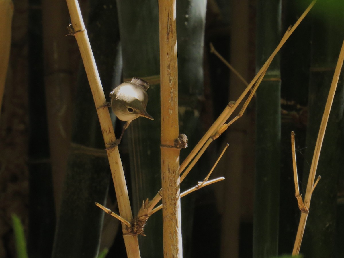 Common Reed Warbler - ML579349901