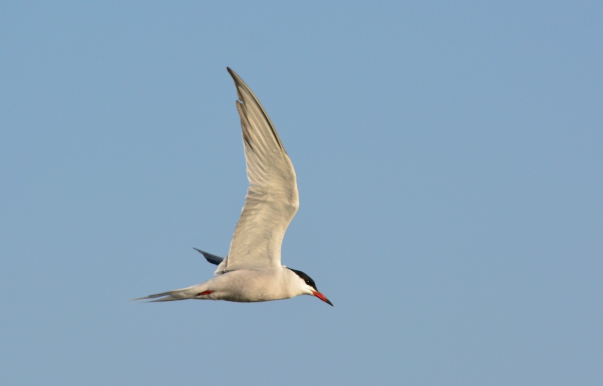 Common Tern - Ryan Treves