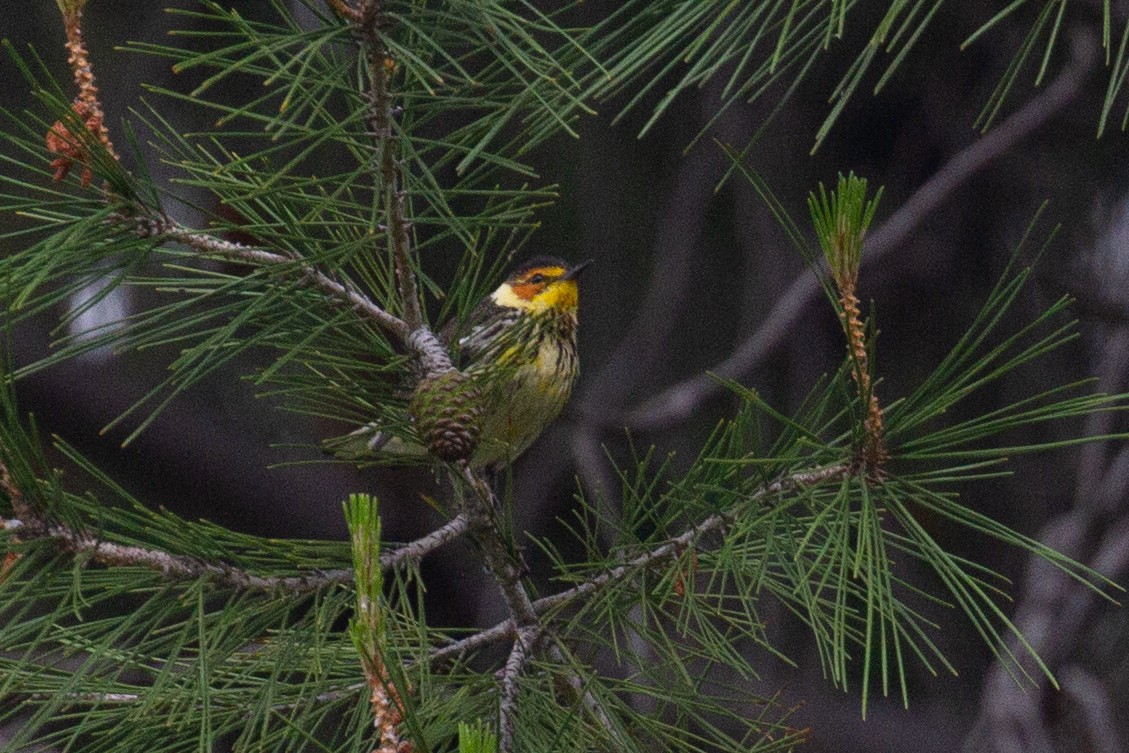 Cape May Warbler - ML579360671