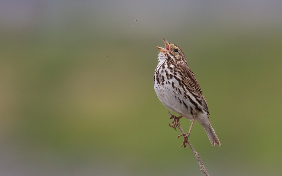 Savannah Sparrow
