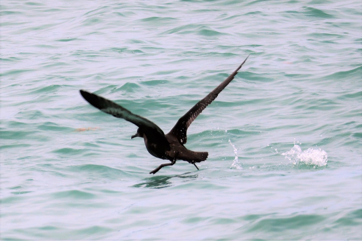 Sooty Shearwater - ML579368271
