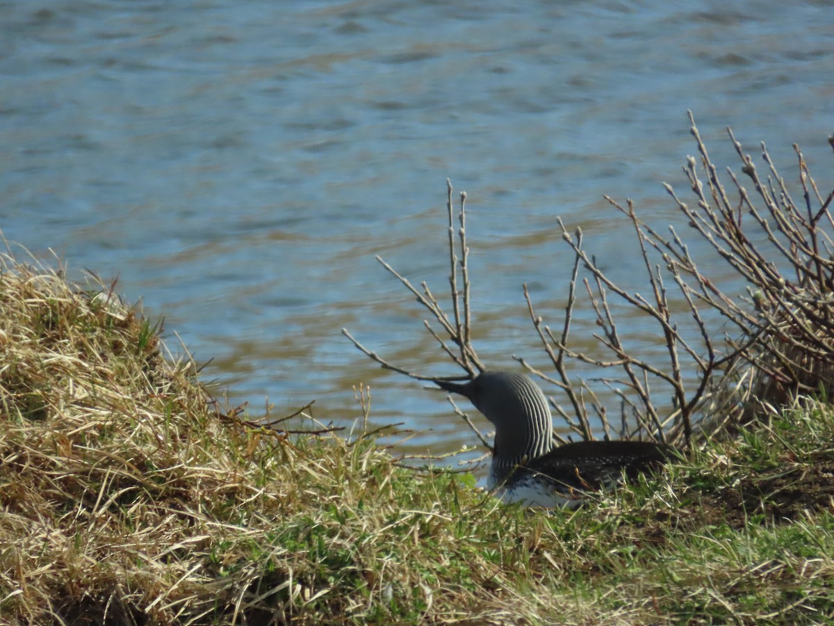 Red-throated Loon - ML579369051