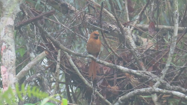 Black-throated Spinetail - ML579376801