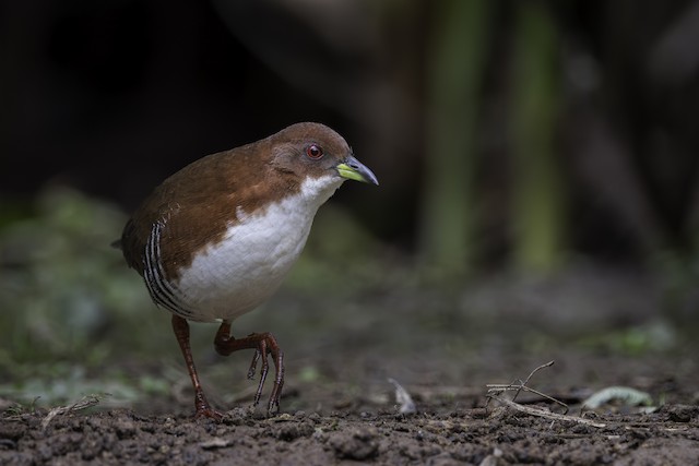 Red-and-white Crake ML579379431