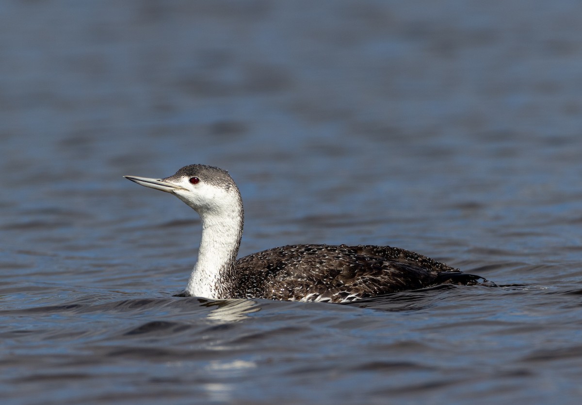 Red-throated Loon - ML579383751