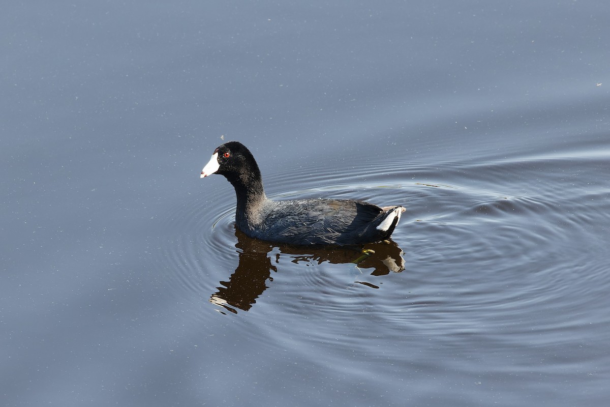 eBird Checklist 30 May 2023 Small lake north of bwood 25 species