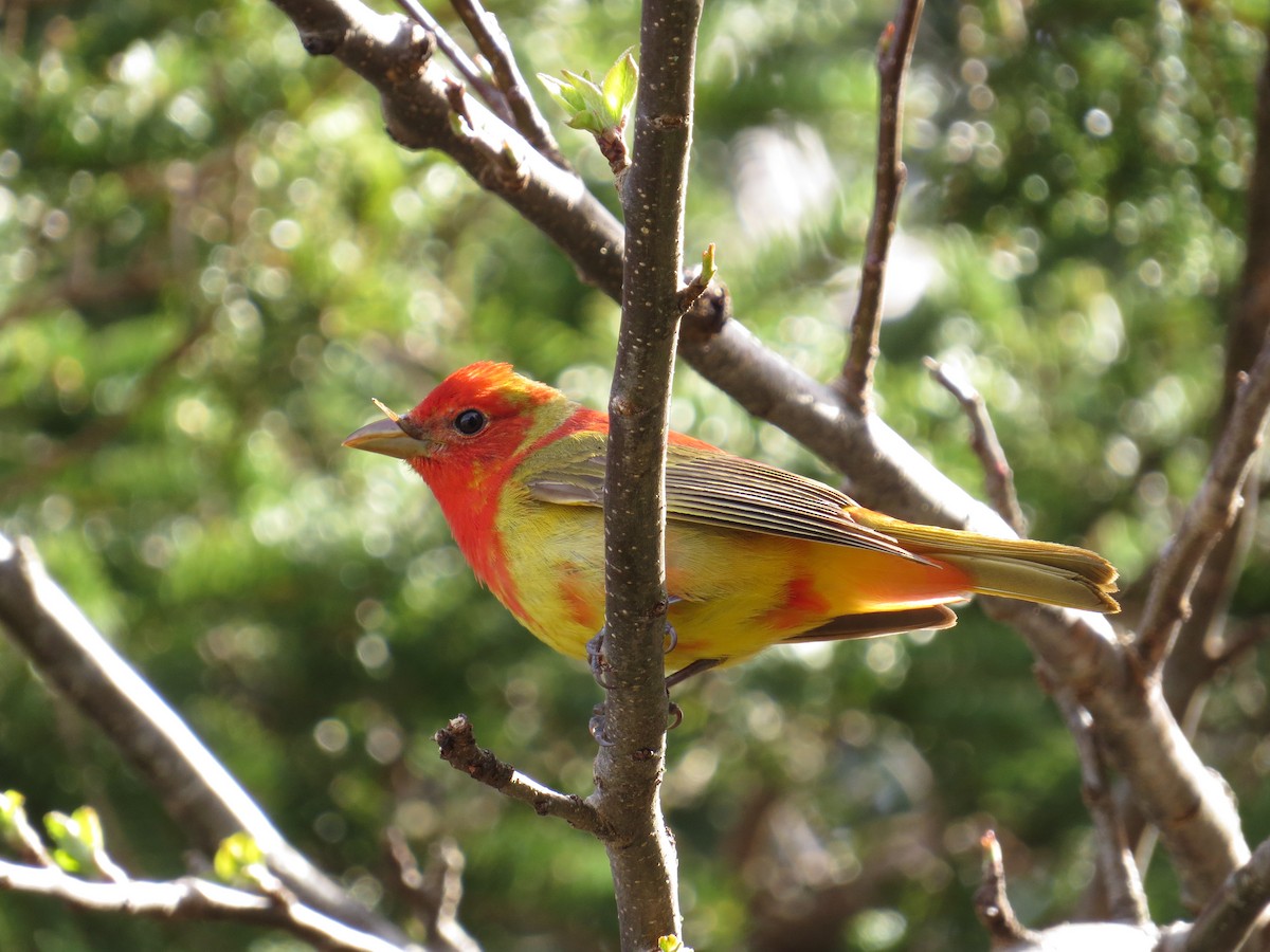 Summer Tanager - Fred Yost