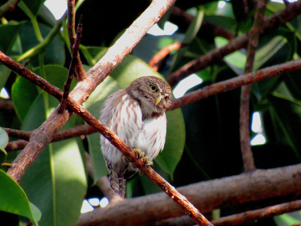 Ferruginous Pygmy-Owl - ML579400681