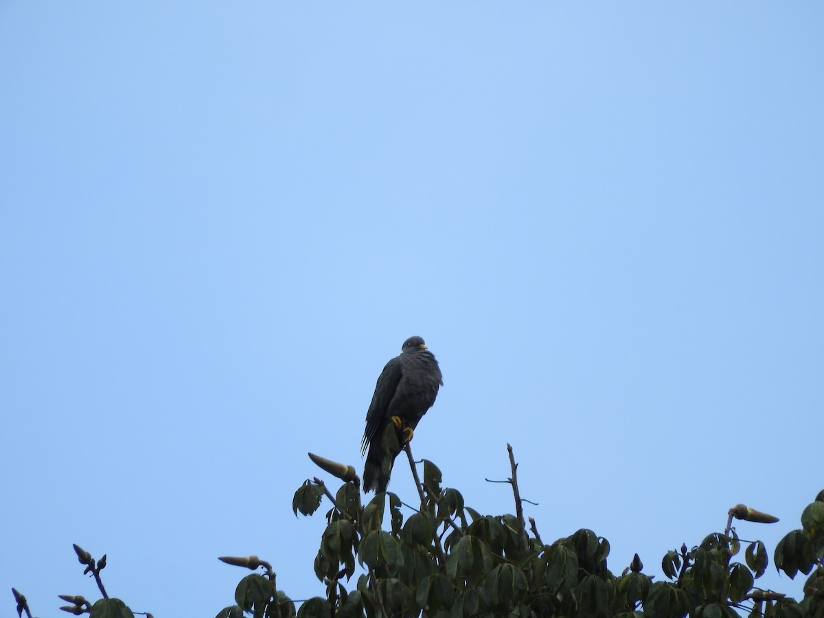 Band-tailed Pigeon - ML57940541