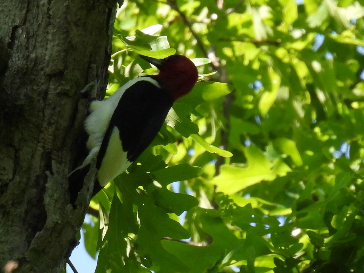 Red-headed Woodpecker - ML579405451