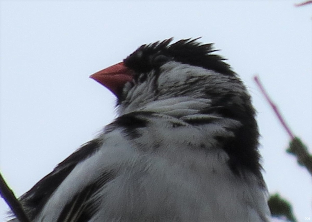 Pin-tailed Whydah - ML579408171