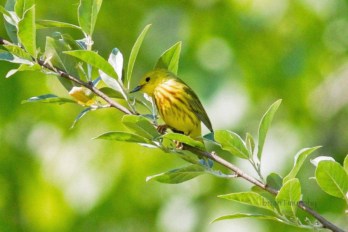 gulparula - ML579408651
