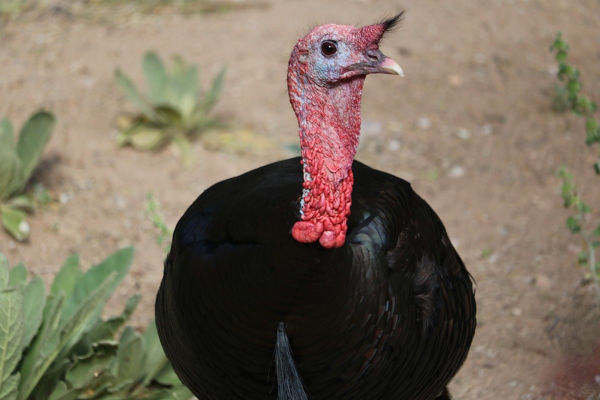 Wild Turkey - mariah letowt