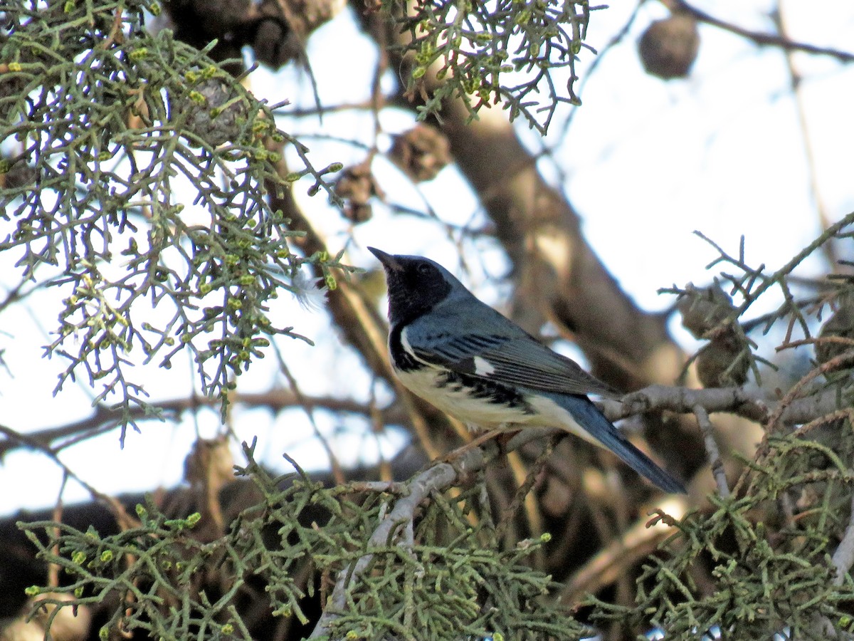 Black-throated Blue Warbler - ML579409571