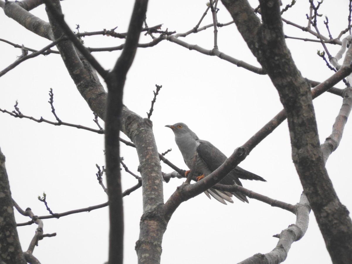 Common Cuckoo - ML579410571